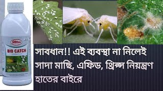 whitefly aphids thrips সাদা মাছি। এফিড। থ্রিপ্স। সঠিক নিয়ন্ত্রণ [upl. by Aitsirhc]