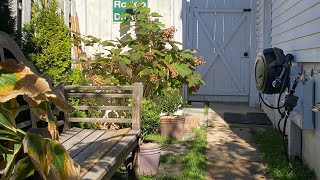 Adding one more arborvitae and a few Shasta Daisy transplants shortvideo garden [upl. by Anelak]