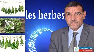 Les herbes  DrFaid [upl. by Trebmal]