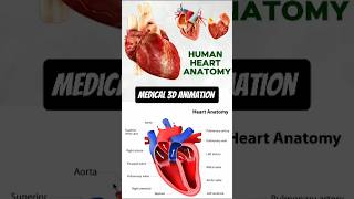 human heart anatomy  3D Animation  Biology with Aliya [upl. by Annabella]