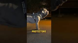 Neapolitan mastiff  the droopiest dog in the world mastiff dog amazing [upl. by Evonne578]