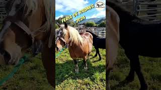 💪🐎🏔️FERIA DE RASINES 2024🏔️🐎 horse horsebreed caballos horselovers caballo caballosespanoles [upl. by Quitt]