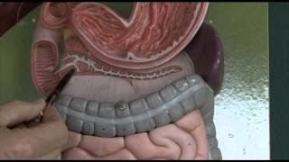 Anatomy 6 Gastrointestinal tract [upl. by Yatnahc]