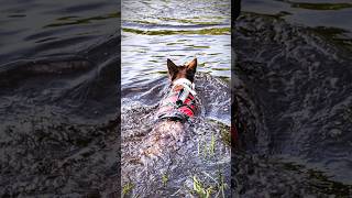 Winters Trap Unsprung Rescuers Save Dog and Owner animalrescue wild soulfulvideos [upl. by Moscow]