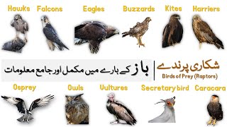 Information about Eagles Hawks Falcons Buzzards Harriers Kites Osprey  Birds of Prey Baaz [upl. by Aivatco]