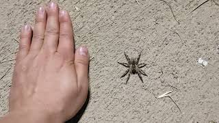 Dev Kurt Örümceği  Large wolf spider  Lycosa praegrandis [upl. by Ahsinod577]