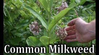 How To Identify Common Milkweed  Asclepias syriaca [upl. by Llenreb]