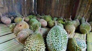 劳勿高山猫山王榴莲芭 Musang King Durian Farm  Raub Pahang [upl. by Oivaf]