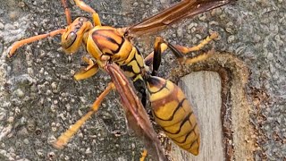 黃長腳蜂 Vespidae [upl. by Borer]