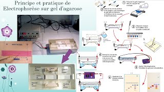 EPP sur gel et électrophorèse capillaire Explorationdysprotéinémies [upl. by Erund441]