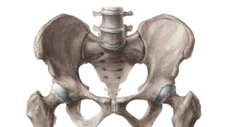 Pelvic Bone Model Part 02 Pelvic Inlet and Outlet  2nd Year MBBS OSPE [upl. by Kerry]