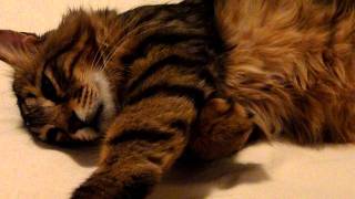 Meet Chuck Norris the 20 pound Maine Coon cat [upl. by Damle]