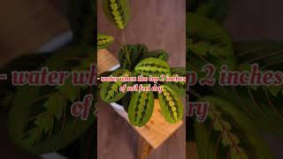 Prayer plant care guide shorts youtubeshorts indoorplants trending disco viral new careguide [upl. by Weinstock]