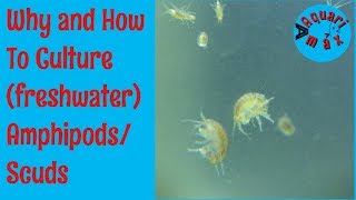 How to culture Freshwater AmphipodsScuds [upl. by Nerine]