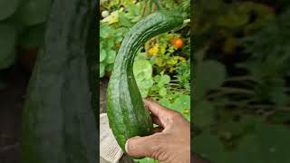 Harvesting Vegetables From My Allotment Summer 2024 nature allotment gardening homestead [upl. by Sisely365]