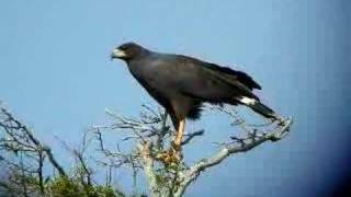 Great Black Hawk [upl. by Arded]