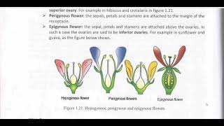 Biology afsomaliHypogynous perigynous and Epogynous flowerby Abdimajiid Netka [upl. by Natanoy]