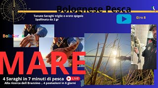 Pesca Bolognese A Natale Alla Ricerca Del Branzino fishing mare pesca sport fish natura [upl. by Sigsmond]