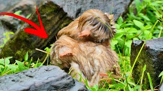 Unbelievably Touching Little Twin Monkeys Stay Close to Keep Warm in the Rainstorm [upl. by Resay546]