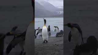 Best King Penguin Moments penguin penguins birds birdsounds birdslover wildlife shorts [upl. by Casavant]