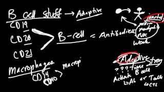 Cell surface markers CD3 CD4 CD8 CD19 CD28 CD16 CD56 [upl. by Lirret771]