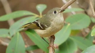 Ruby crowned Kinglet Song [upl. by Hsatan]