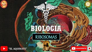 Biología Ribosomas [upl. by Baxy123]