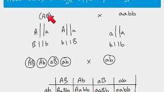 A2 Biology  Autosomal linkage [upl. by Nakashima739]