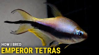 How I Bred Emperor Tetras at Home [upl. by Mahgirb]