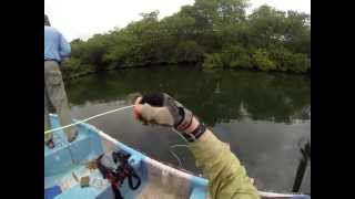 Jeffrey and John fly fishing the mangroves off of Isla Colón Bocas del Toro Panama [upl. by Tegan445]