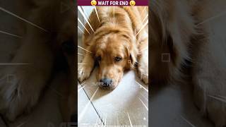 Micky 🐶 The dog  🐕  Funny  Part283 dog shorts shortvideo malayalam [upl. by Lippold]