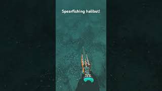 Spearfishing halibut1 [upl. by Atina]