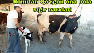 Romitan Qorgon mol bozori ona bola sigir narxlari 2may 2024 [upl. by Kind]