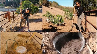 Planting Orange Trees In Californias Hard Clay Soil ♡ Zone 9B ♡The First 2 Trees In Fruit Orchard [upl. by Leela280]