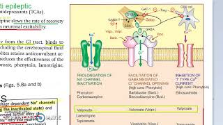 Pharmacology 413 j AntiEpileptics Carbamazepine MOA [upl. by Ludmilla249]