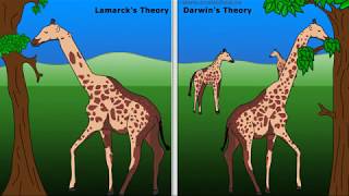 WCLN  Lamarck Vs Darwin [upl. by Danforth999]