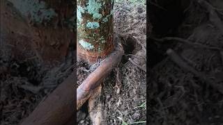 girdling root on red maple [upl. by Nnaeed]