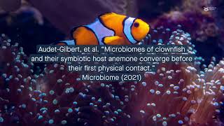 Remote control on the reef Clownfish and anemone microbiomes converge without contact [upl. by Schertz]