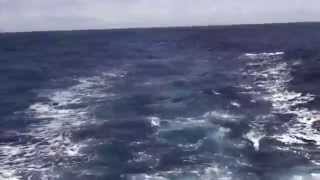 950 lb Blue Marlin Crash Teaser Bite [upl. by Eimarrej]