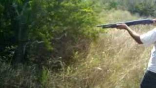 huge spider vs 12ga shotgun [upl. by Saxen609]