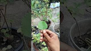 കഞ്ഞിക്കൂർക്ക  Coleus aromaticus farmer secretgarden [upl. by Melli]