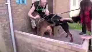 RSPCA Video  The Dog Rescuers Episode 5 [upl. by Nahtnoj58]