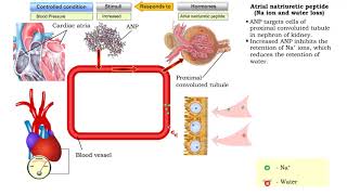 Atrial natriuretic peptide vasodilation amp Aldosterone [upl. by Suivatra]