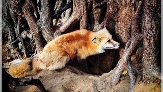 Лиса роет нору  Fox digs a burrow 🦊 [upl. by Rockefeller]