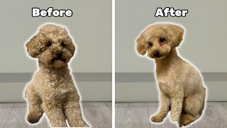 My Dogs Incredible Transformation After Groom [upl. by Annal227]