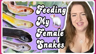 Snake Vlog Feeding My Female Snakes Plus Snake Shedding Ellie Snake Lady [upl. by Ennaharas]