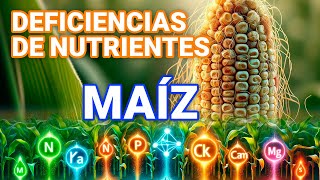 Deficiencias nutricionales en el cultivo de maíz y como solucionarlas [upl. by Purdum696]