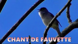 FAUVETTE à TETE NOIRE chant [upl. by Dallis759]