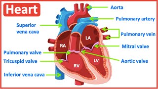 HEART ANATOMY in 3 MINUTES Memorize parts of the heart [upl. by Birkett]