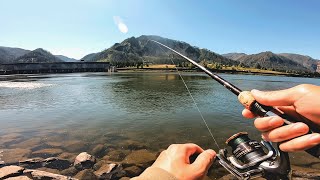 The Columbia River Shad Run Catch amp Cook  Bonneville Dam 2023 [upl. by Ahsienet]